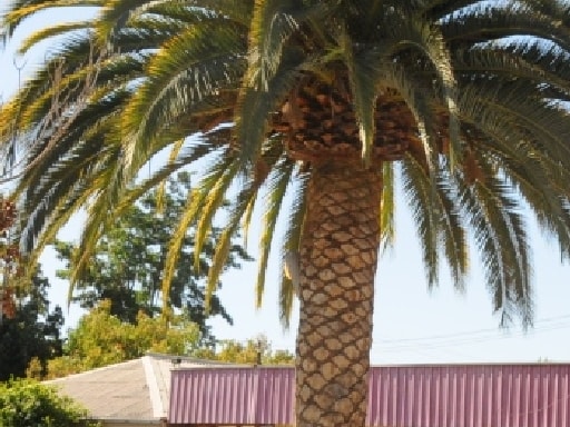 ESCUELA GUILLERMO BANADOS HONORATO