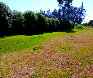 Sitio FOCOLARE PROPIEDADES VENDE TERRENO PARA CON