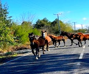 Parcela UBICADAS A 14 KMS DE LA RUTA 5 SUR DE ÑI