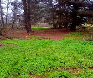 Parcela Terreno en Los Pinos Reñaca ViñA Del Mar