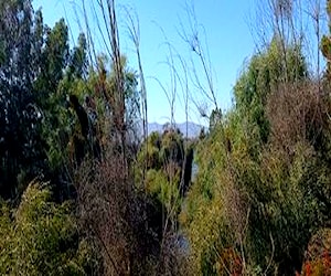 Terreno con bosque