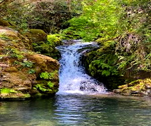 Parcela bosque nativo ,conservación,río