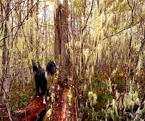 Sitio Cerro Negro Coihaique