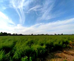 Terreno 13,7ha. Excelente suelo/agua. Longaví VII