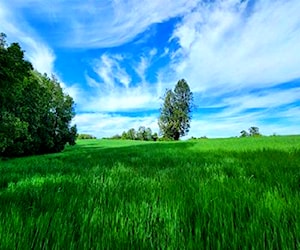 SITIO Las trancas - Ñuble Chillán