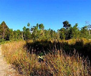 Agricola Venta de 12 hectáreas en Colonia 3 Puen