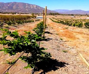 Agricola Alhué melipilla