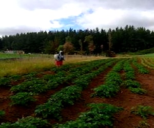 Parcela con casa 1,5 hectáreas (terreno indigena)