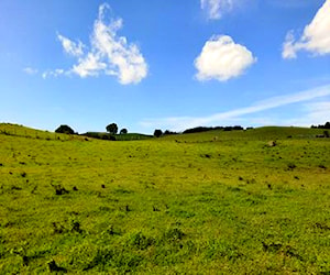 Parcela Puerto Varas sector Linea Nueva