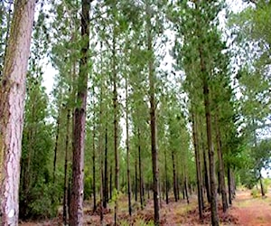 Terreno Forestal con manejo regularizado