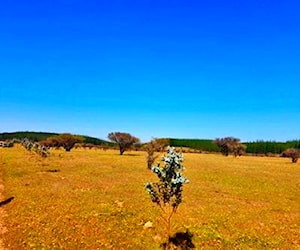 Parcelas planas en Marchigúe ruta Pichilemu