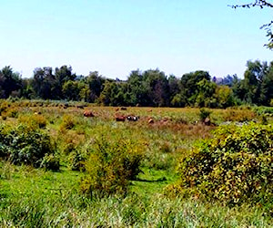 Sitio Pelarco Talca Provincia de Talca Maule