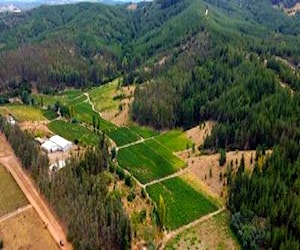 Plantación de Viña en Valle del Itata