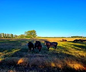 Terrenos Rol Propio Talca