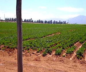  hectareas la serena