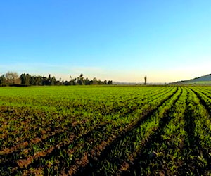 Terreno de 24,39 ha en San Clemente, VII r