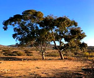 Terrenos planos en la Serena