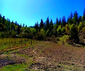 AGRICOLA Rincon de coronel cauquenes Cauquenes