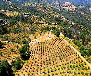 PARCELA Sector El Llano Quebrada Alvarado Olmué