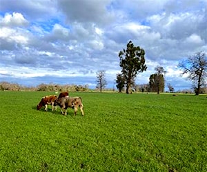 Imagen de galería