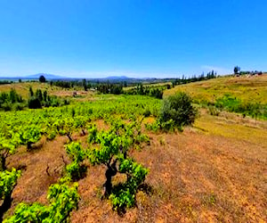 Parcela con viñedo, Chillán, Ñuble