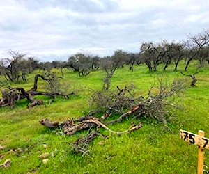 Parcelas en Huerta de Maule