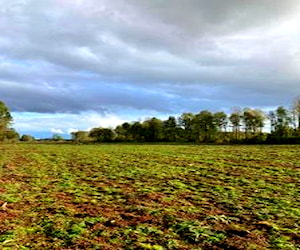 PARCELAS A 14 KM DE PAILLACO (1ha)