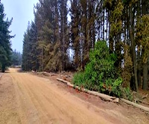 Los Pinos, con agua, Reñaca