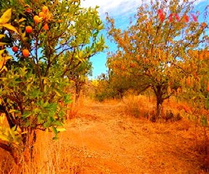 Parcela Jardín Alto Los Capachos Curacaví