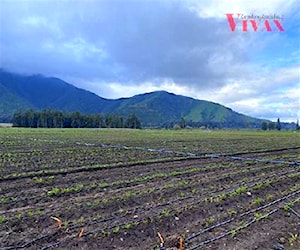 Agricola Chiñige El Paico El Monte Talagante