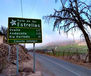 SITIO EL PANGUE, VICUÑA Vicuña