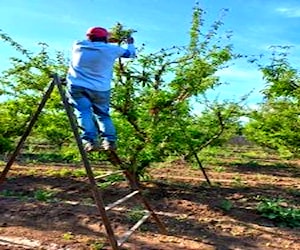 Parcelas de 5000 metros plantadas duraznos