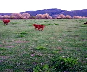 Parcela de 7,3 hectareas