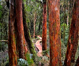 Parcela Bosque Nativo Parque Tepuhueico 27.5H