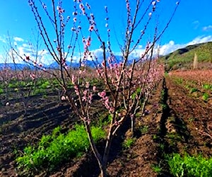 parcela plantación operativa 