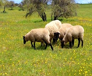 Agricola Entrada Sur a Tunquen Algarrobo