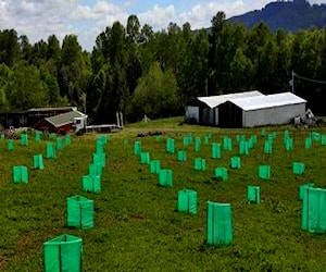 Espectácular campo agro industria en cunco