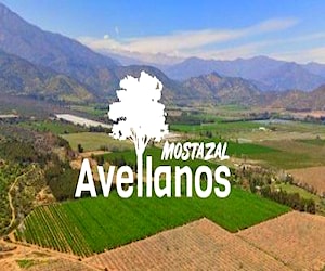 Terrenos agrícolas en Mostazal 24