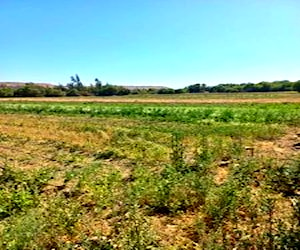  terreno agricola en Llmarí