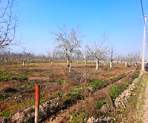 Parcela Requínoa , agua, luz y regadio