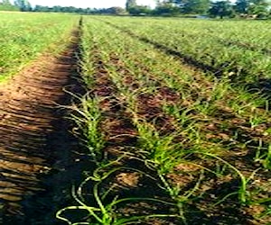 Terreno de 8.700m2 en Ñiquen con Acciones de Agua