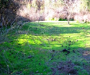 Codigua melipilla 5000m2 factibilidad de luz agua