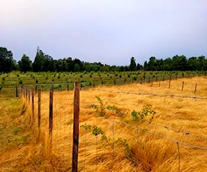 Terreno 1000m2 a 13 minutos del Lago Ranco