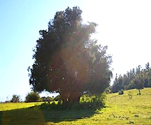 Parcela de una Hectárea en la Estrella