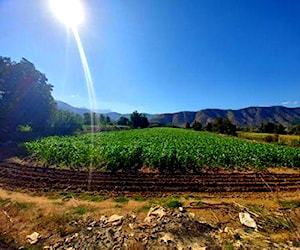 Terreno Agricola en curacaví