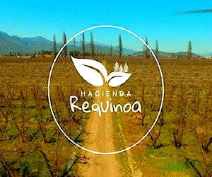 Parcela agrícolas de 5.000 m2 en Requínoa (REQ1)