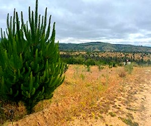 Parcela en Hualañe