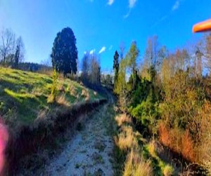 Hermoso terreno, Los tallos, Panguipulli