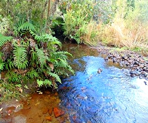 Vendo puerto varas, sector alerce 136.5x231 m231