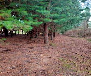 Parcela agrícola y forestal en Estación Yumbel